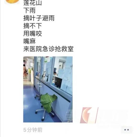 女子下雨咬叶子中毒,登山遇雨咬叶子挡雨中毒