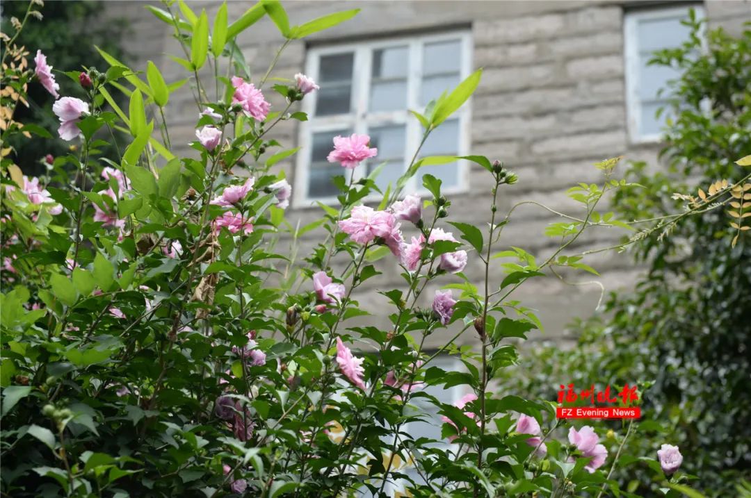 即将亮相福州这所公园大升级,福州最新的公园