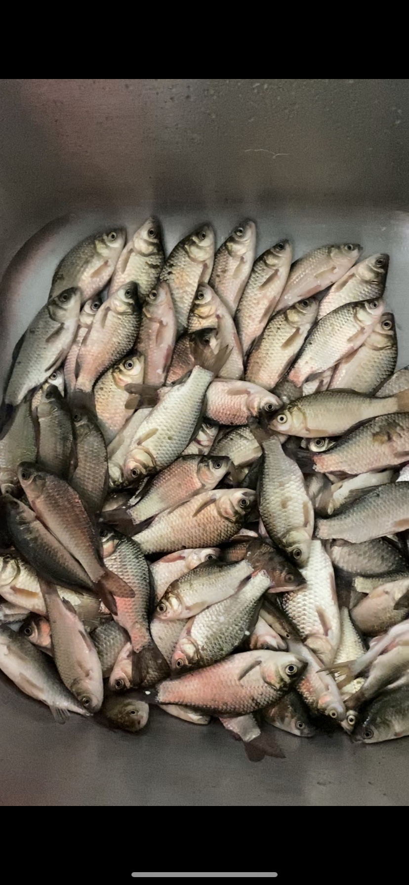 大河一直钓不到鱼,冬天大河钓鱼钓远还是钓近