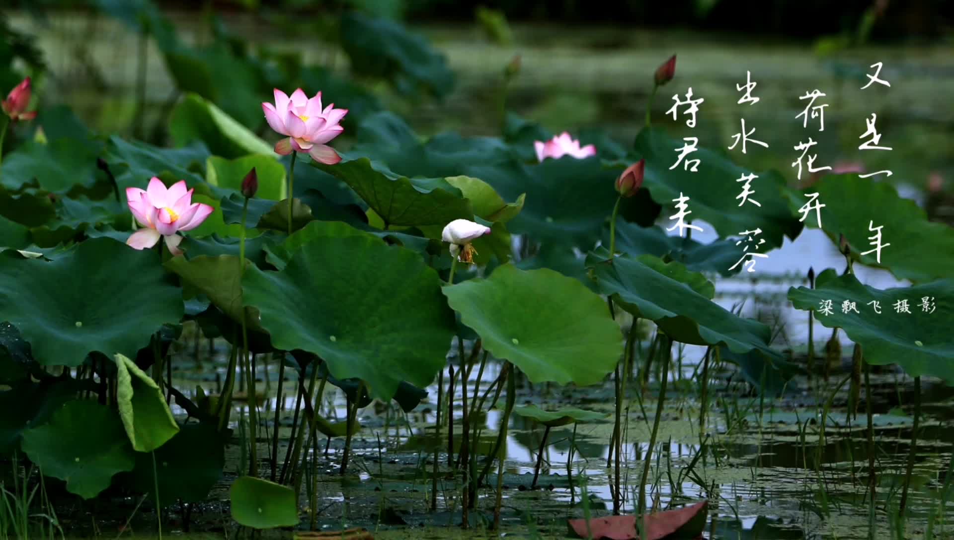 视频｜湖南娄底：出水芙蓉待君来