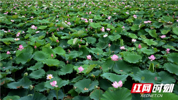 视频｜湖南娄底：出水芙蓉待君来