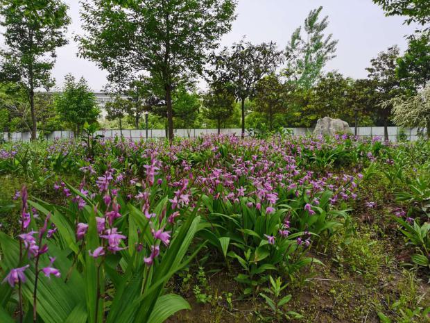 专业介绍中药学河北中医学院,中药学专业招聘