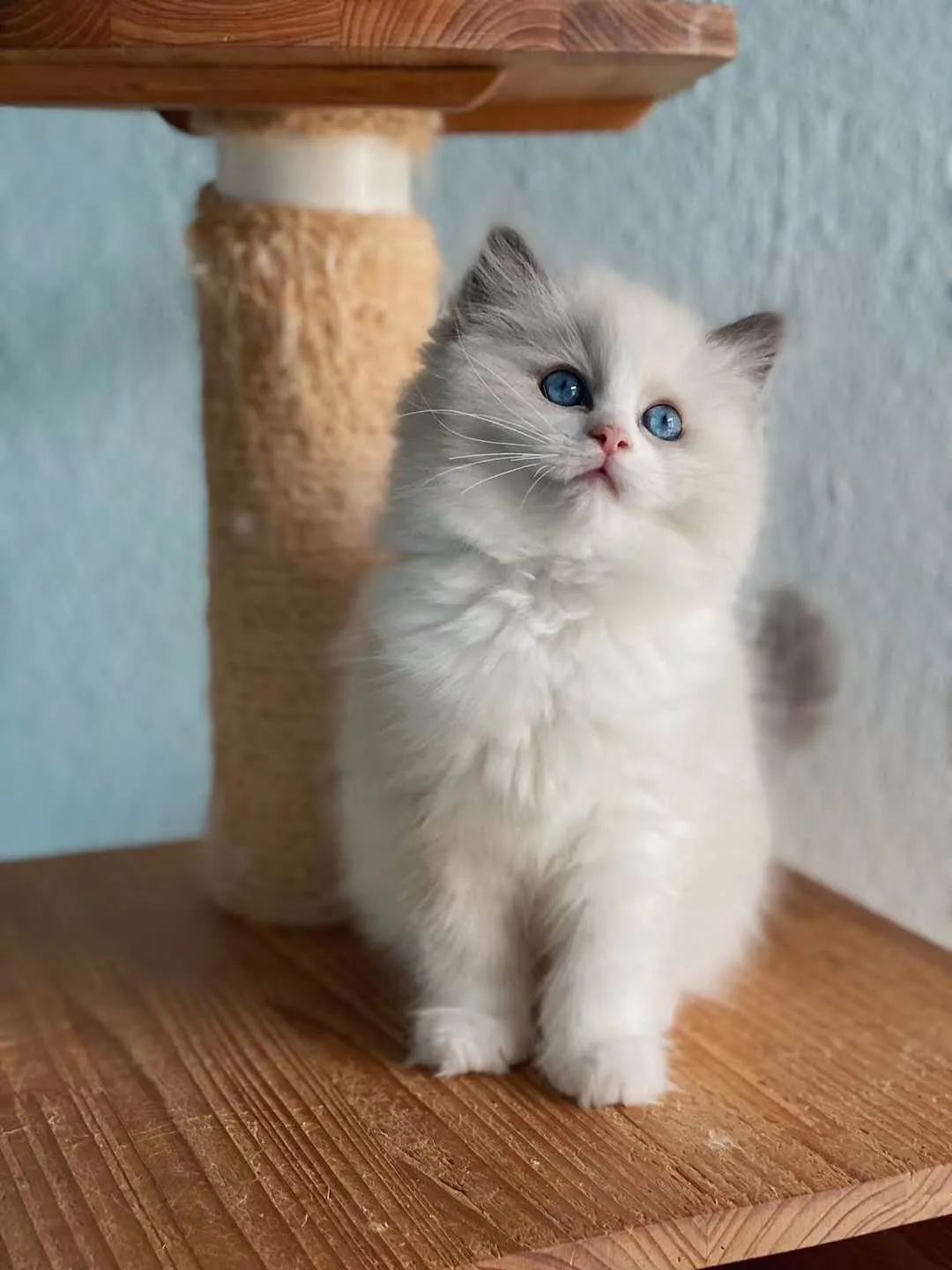 「丽江宠圈」身价4万！曾获各种大奖，丽江这些猫咪不简单