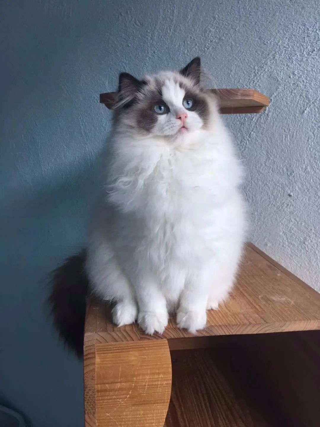 「丽江宠圈」身价4万！曾获各种大奖，丽江这些猫咪不简单