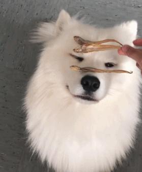 狗狗过敏会出现什么症状吃什么药,狗狗皮肤过敏的症状和治疗方法