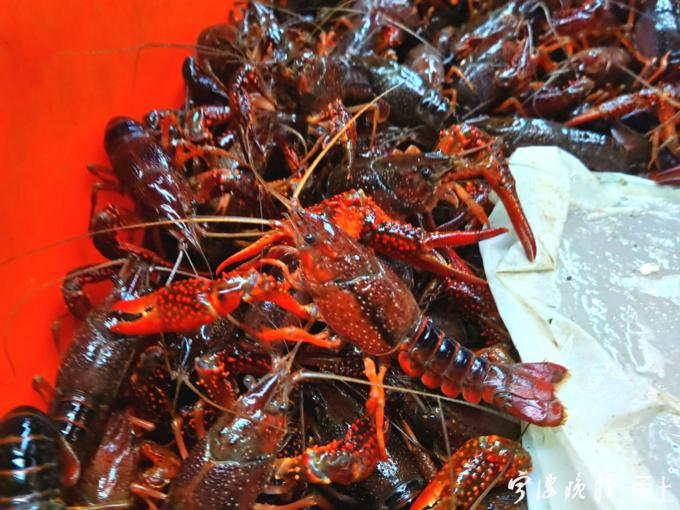 余姚市民注意!大虾难觅价格下滑,今年的小龙虾要淡出江湖了!想吃抓紧