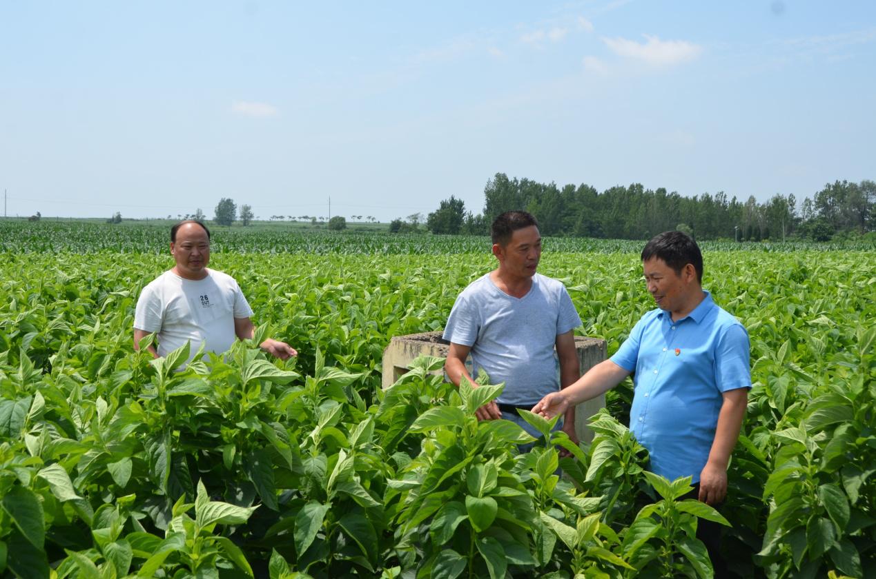 建功立业在乡村：记镇平县枣园镇城隍庙村第一书记徐建业