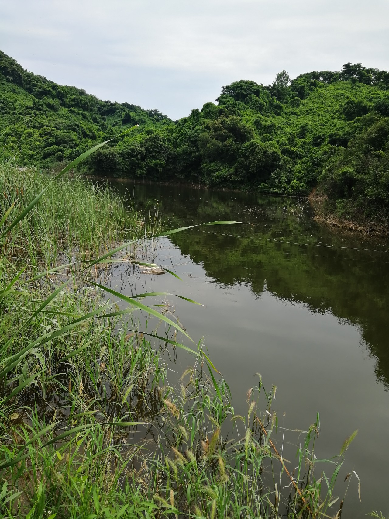 小鱼闹窝怎么赶走,小鱼小虾闹窝怎么办