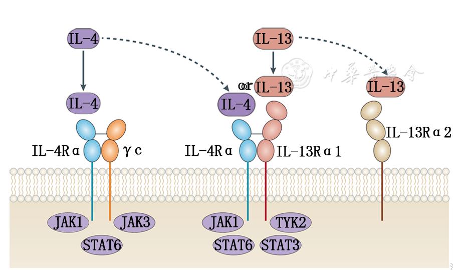 「综述」Dupilumab治疗重症哮喘的研究进展