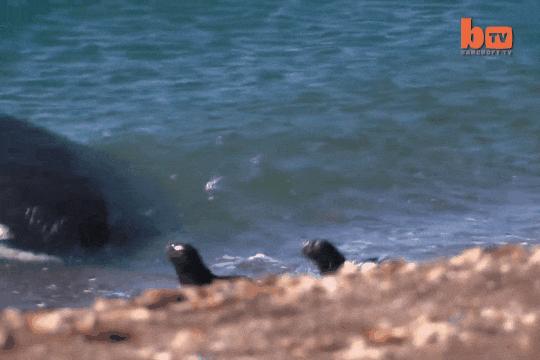 虎鲸饿起来为何连亲戚都吃,虎鲸投喂食物
