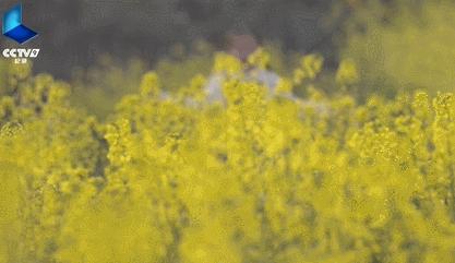 毕飞宇苏北地域文化,毕飞宇在文学界什么地位