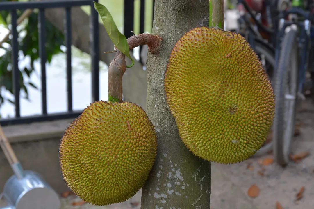 走进乡镇群众乐享文化大餐,百姓文化云上蔡