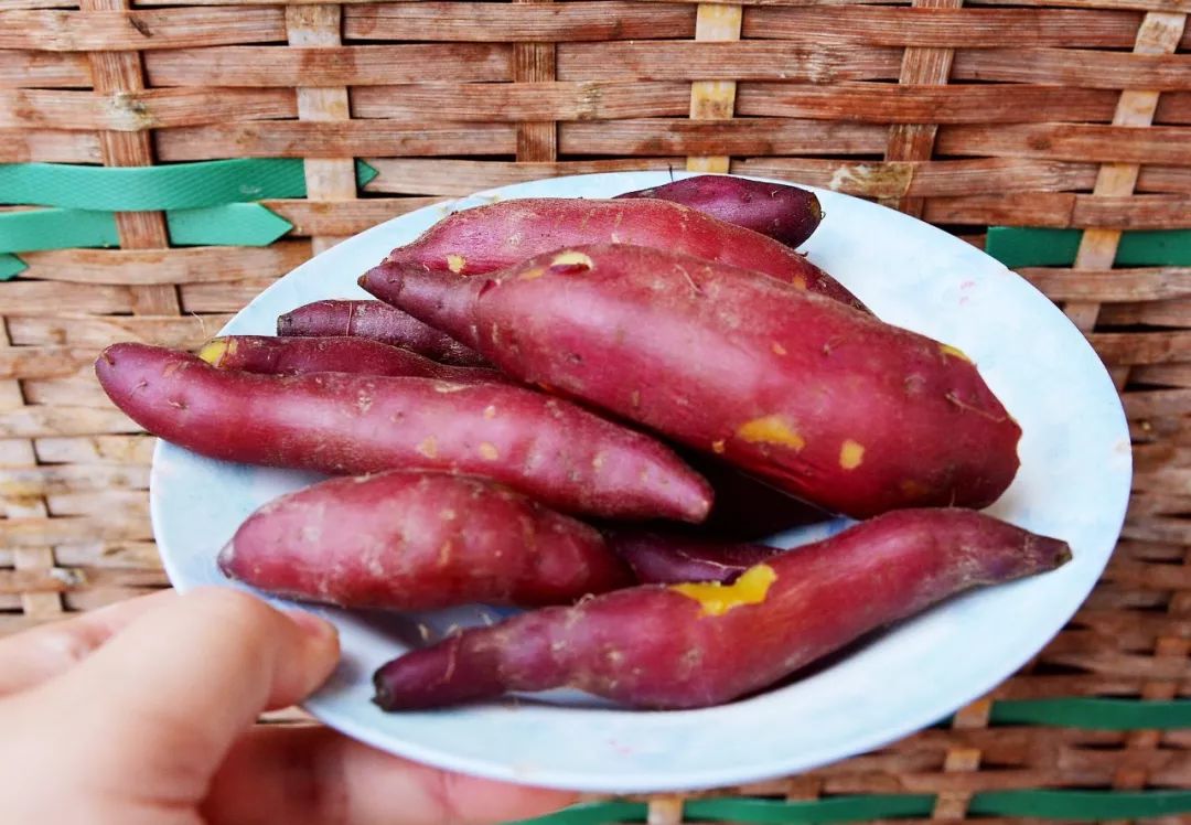 临安天目山小香薯粉糯香甜,天目山小香薯新鲜现挖