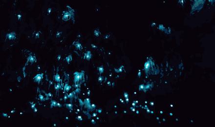 夏日萤火虫的夜晚,夏天萤火虫的夜景