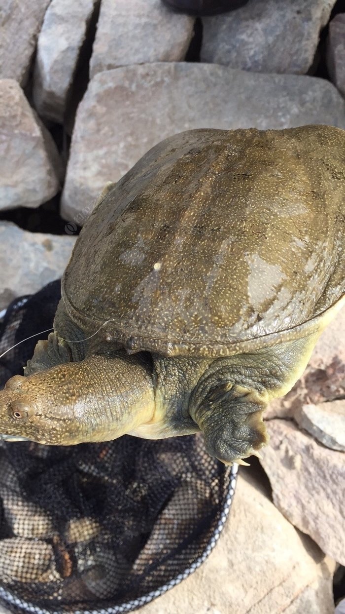 野钓技巧全攻略注意安全,几个野钓小技巧送给初学者