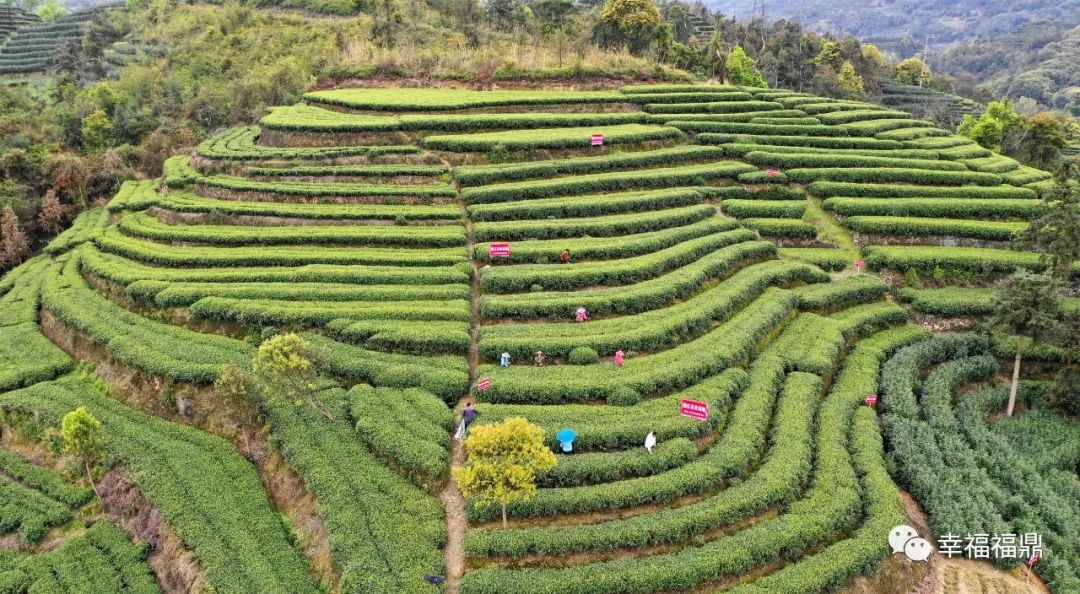 点头茶叶交易中心建设,点头镇茶叶城开发