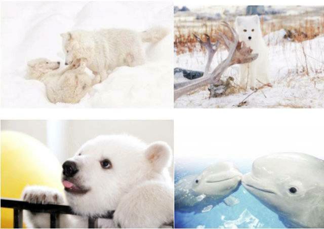 广西极地海洋馆免费吗,广西极地超大海洋馆电话