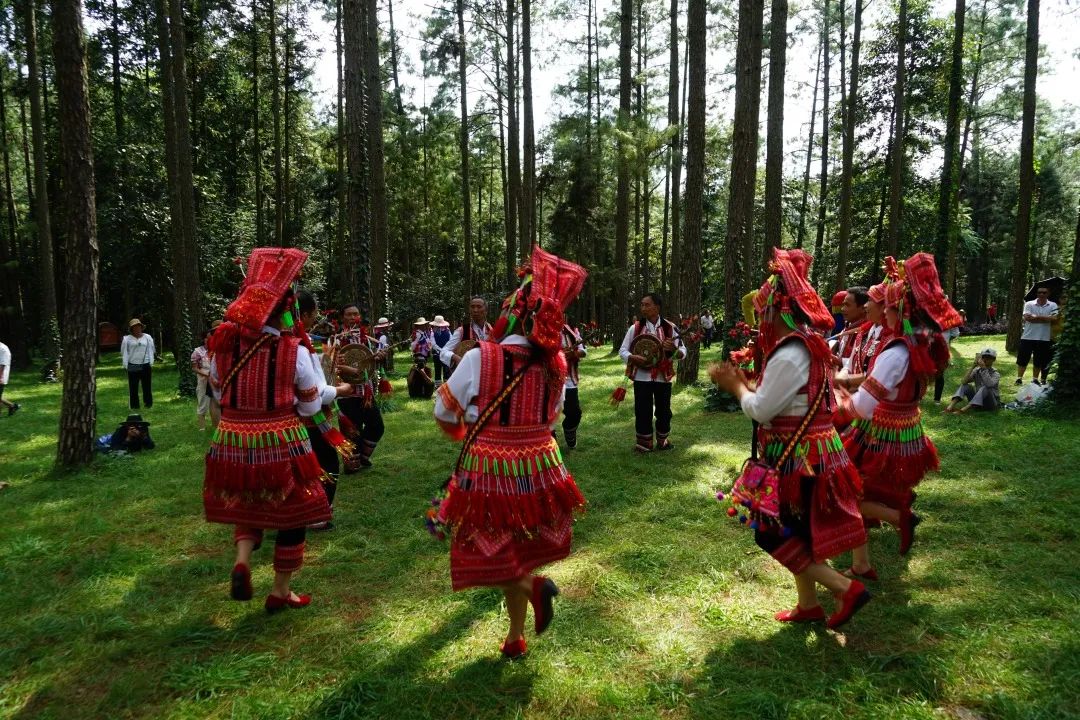 石屏龙韵养生谷干巴菌,云南石屏龙朋干巴菌节