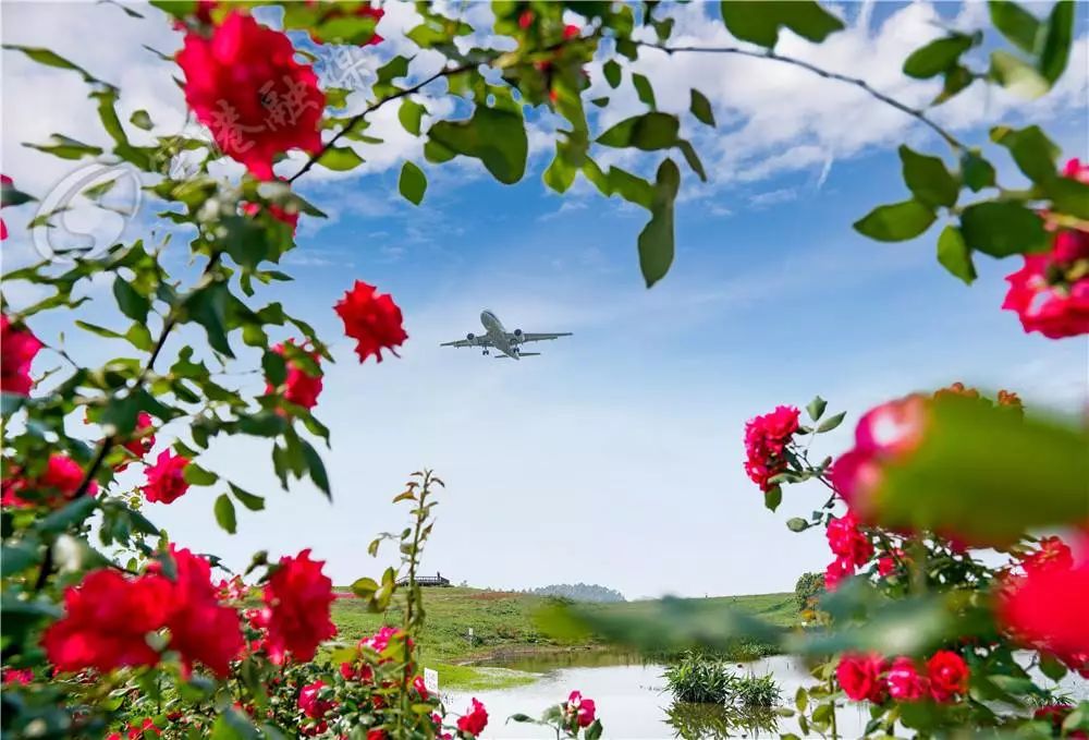 成都彭镇老茶馆,成都彭镇老茶馆打卡地点