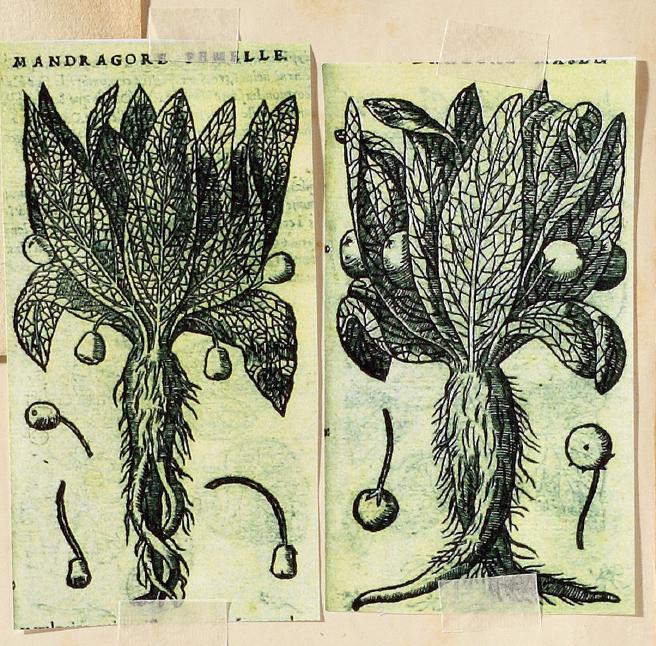 哈利波特霍格沃茨典藏版,哈利波特里的神奇植物