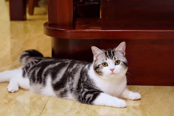 云养猫的品牌有哪些,云养猫设计品牌