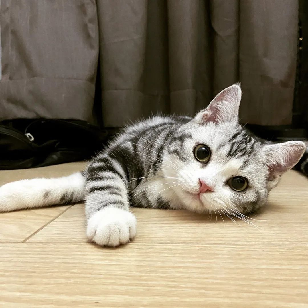 云养猫的品牌有哪些,云养猫设计品牌