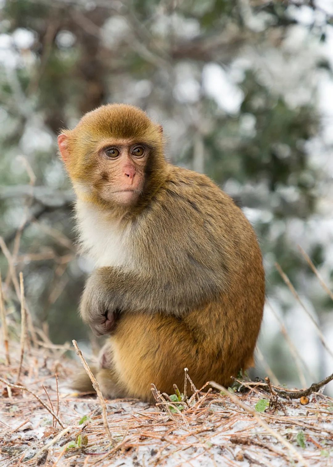 庐山真面目怎么辨别,庐山真面目近义词