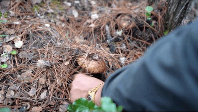 松茸比普通菌类贵多少,最好的松茸是哪里的