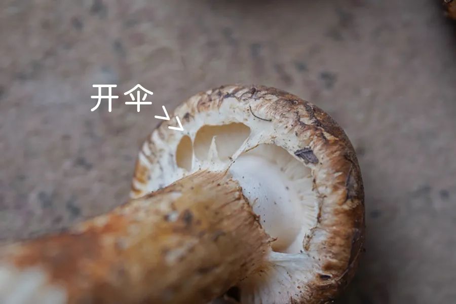 松茸比普通菌类贵多少,最好的松茸是哪里的