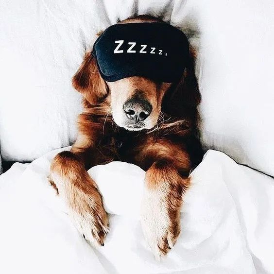 狗狗身上过敏症状,狗狗皮肤过敏常见症状及改善方法