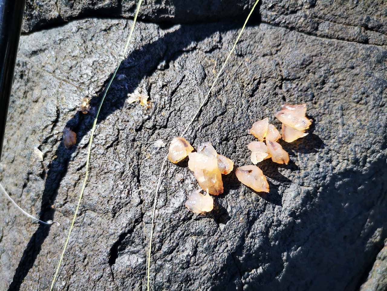 去小河边野采非常好看的观赏鱼,漂亮的观赏鱼美景
