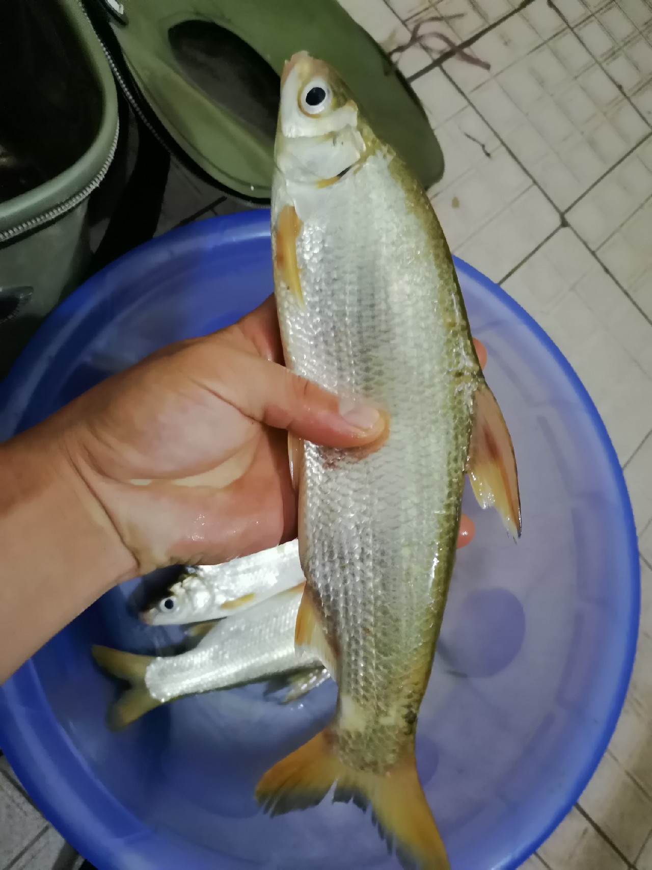 桂江野钓土鲮,广西桂江土鲮