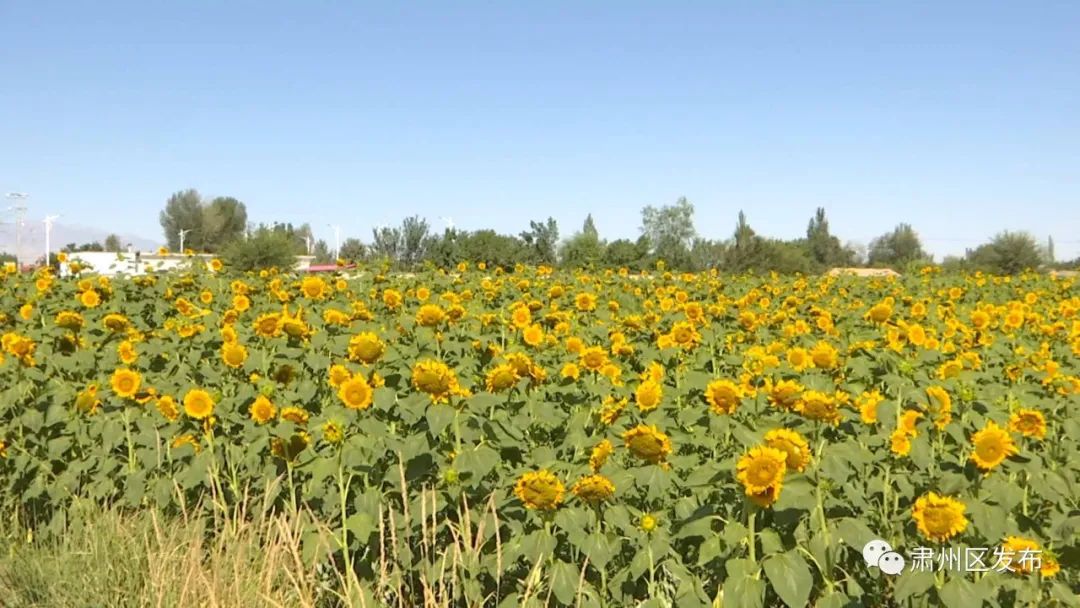 肃州区多措并举带动乡村旅游发展,聚焦五大振兴打造乡村振兴样板