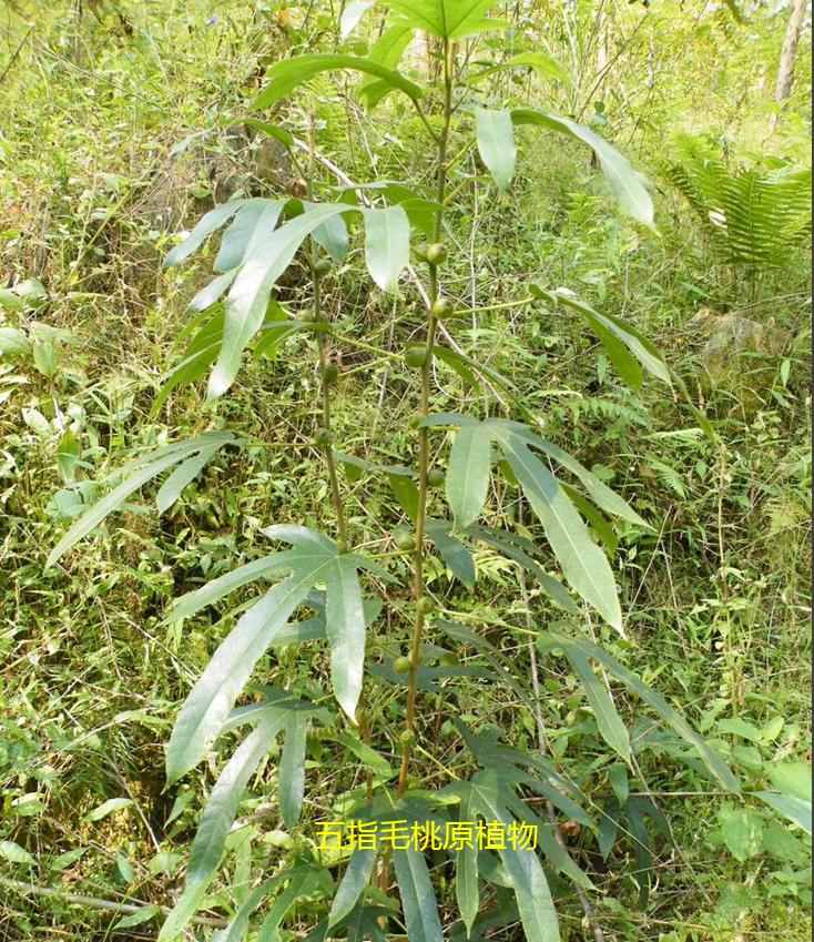 五指毛桃汤什么人不宜饮,五指毛桃汤的中毒症状