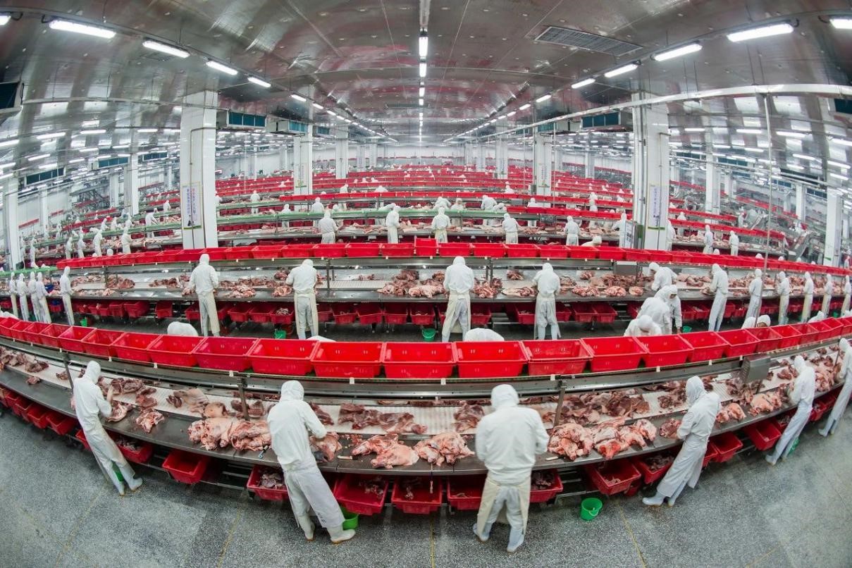 金锣厂生产全过程,金锣公司生产车间