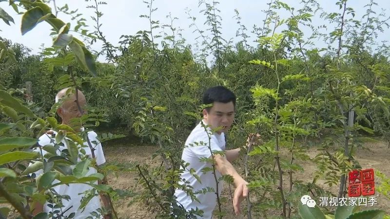 华州区赤水镇麦王村第一书记马信：好执行力炼就工作高标准