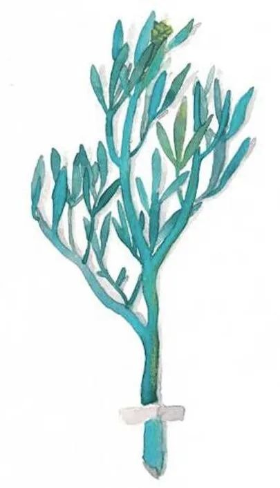 海洋护肤成分,深海植物护肤精粹