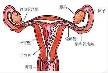子宫内膜薄怀孕后该怎样保胎,子宫内膜薄怀孕了怎么预防流产