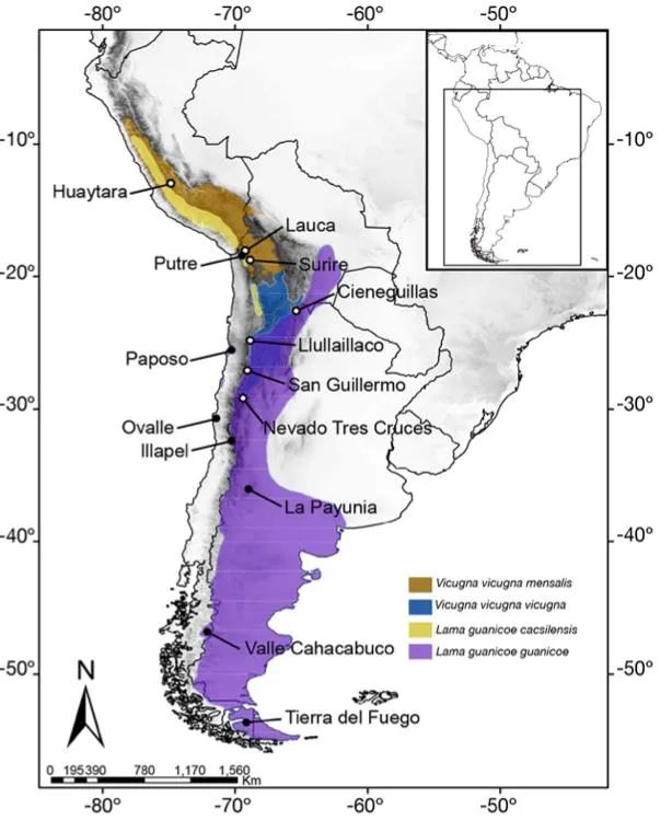 羊驼又叫什么神兽,羊驼为什么会排在十大神兽里