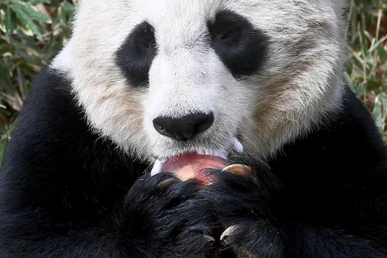 旅美雌性大熊猫宝宝近况,22岁高龄旅美大熊猫顺利产仔