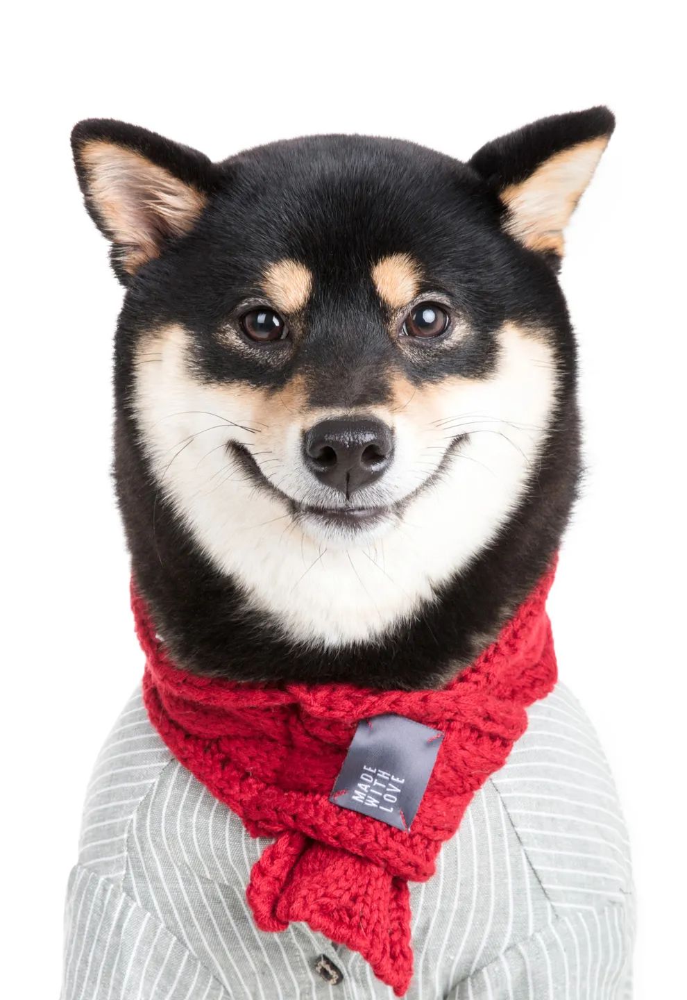 LOOK|海岸城更新·「宠物Mall」限时开放