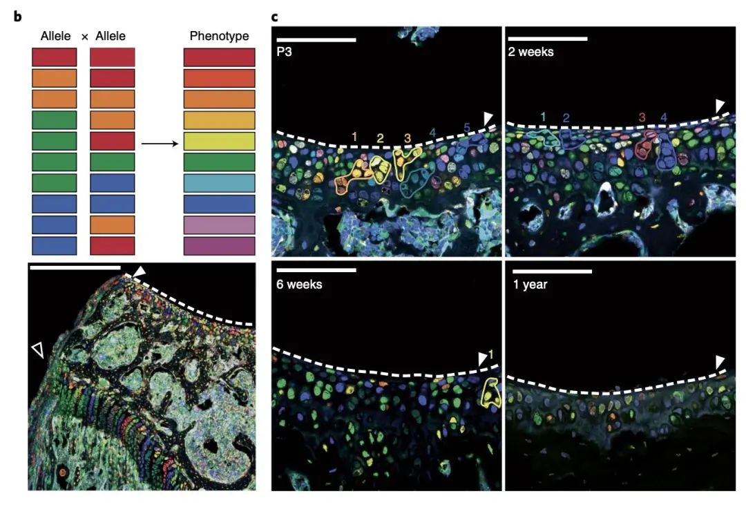 楠ㄥ叧鑺傜値杞淇,楠ㄥ叧鑺傜値搴峰鐥呬緥