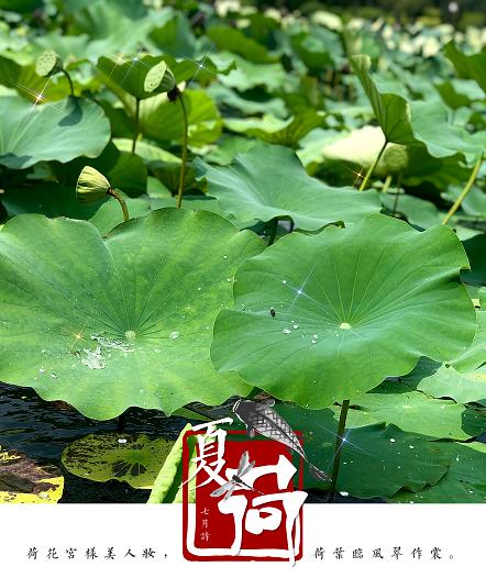 美翻了人间的小桥流水人家,最美的荷花海