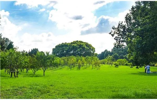 上海共青森林公园,上海共青森林公园花