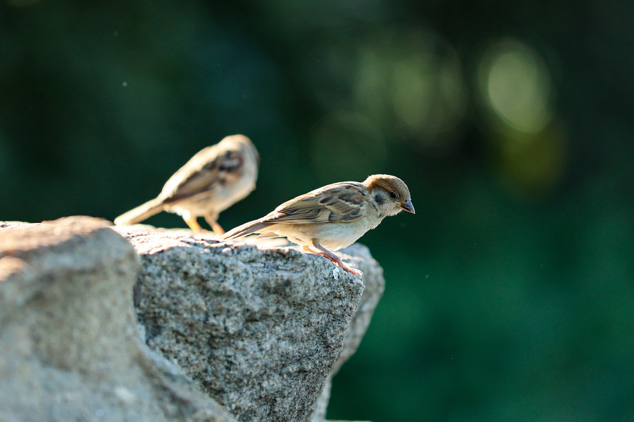 比肩eosr的相机,比佳能r6好的相机推荐
