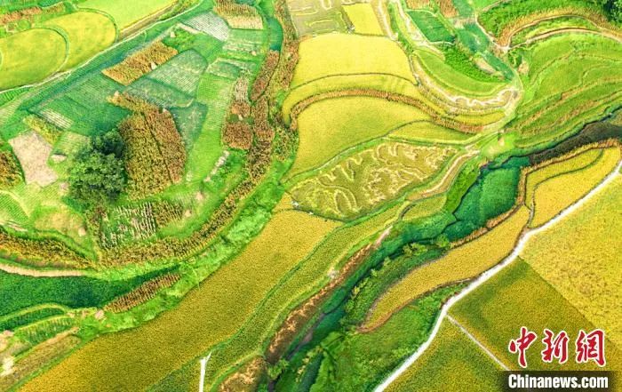 今日白露美句美文,今日白露五律诗