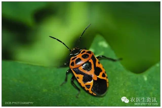 蔬菜害虫图谱,蔬菜害虫100种图谱