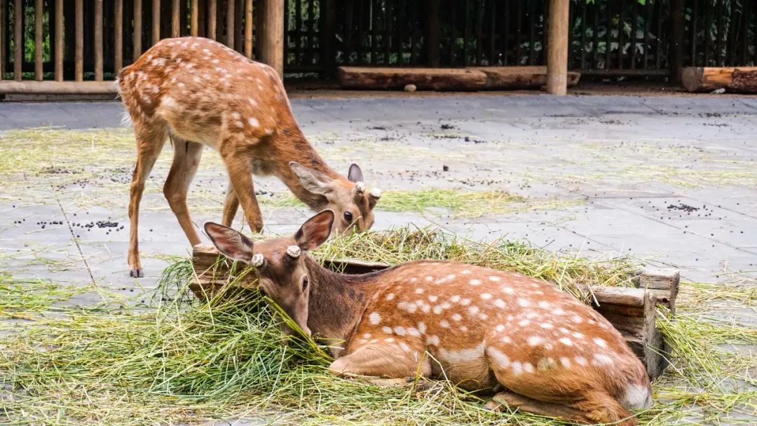青羊区打卡,青羊区打卡景区