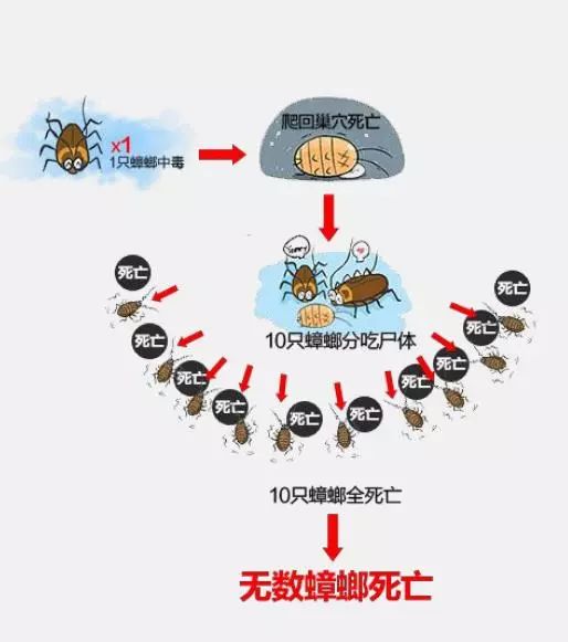 蟑螂满屋爬,蟑螂往身上爬好几只