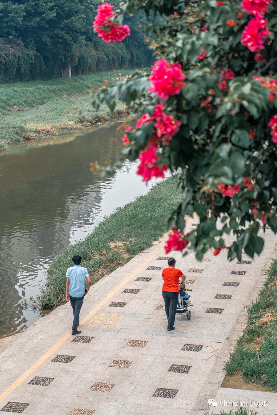 龙岗中心城实况,龙岗中心城全景